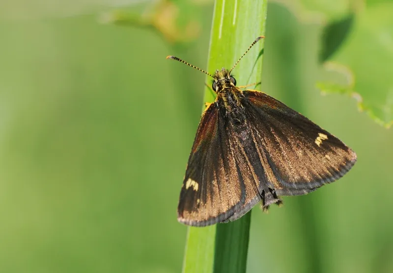 Large chequered skipper (Heteropterus morpheus), a species in the family Hesperiidae.