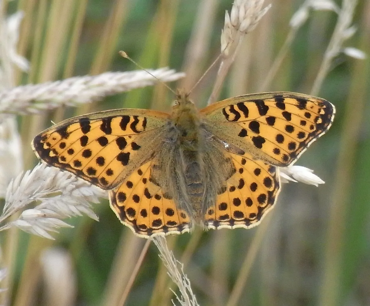 Queen of Spain Fritillary (Issoria lathonia), a species in the family Nymphalidae.