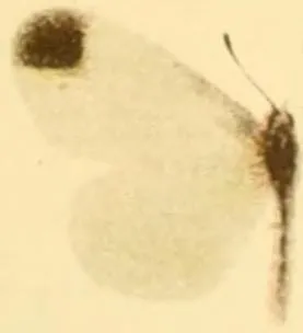 A historical plate illustration of a male wood white (Leptidea sinapis) with closed, pale wings.