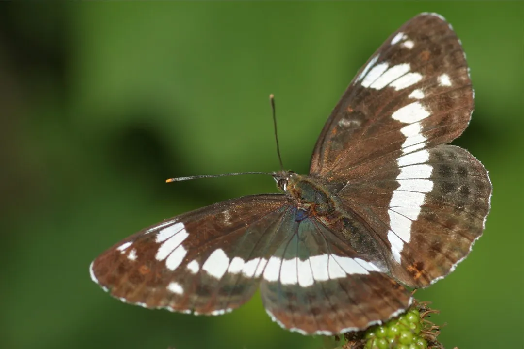 White admiral (Limenitis camilla), a species in the family Nymphalidae.