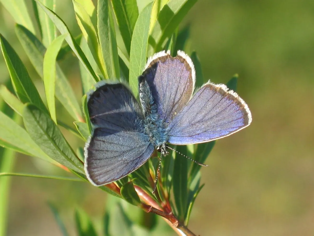 Northern blue (Plebejus idas), a species in the family Lycaenidae.