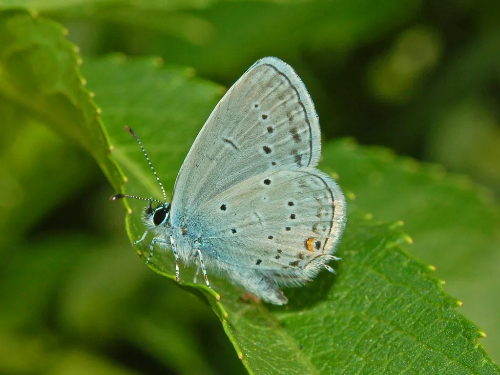 Provencal Short-tailed Blue (Cupido alcetas), a species in the family Lycaenidae.
