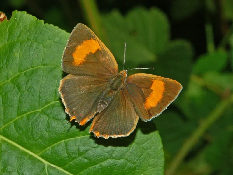 A brown hairstreak butterfly (Thecla betulae) resting with closed wings, showing the orange underside with white streaks.