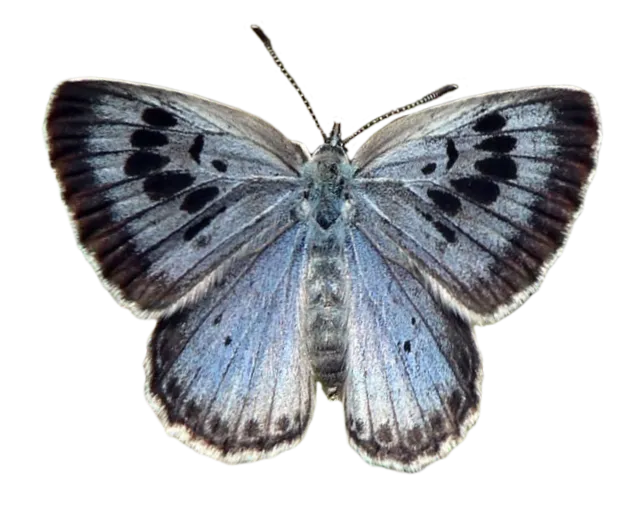 The Large Blue butterfly seen from above, showing its pale blue wings with a row of black spots, cut out against a transparent background.