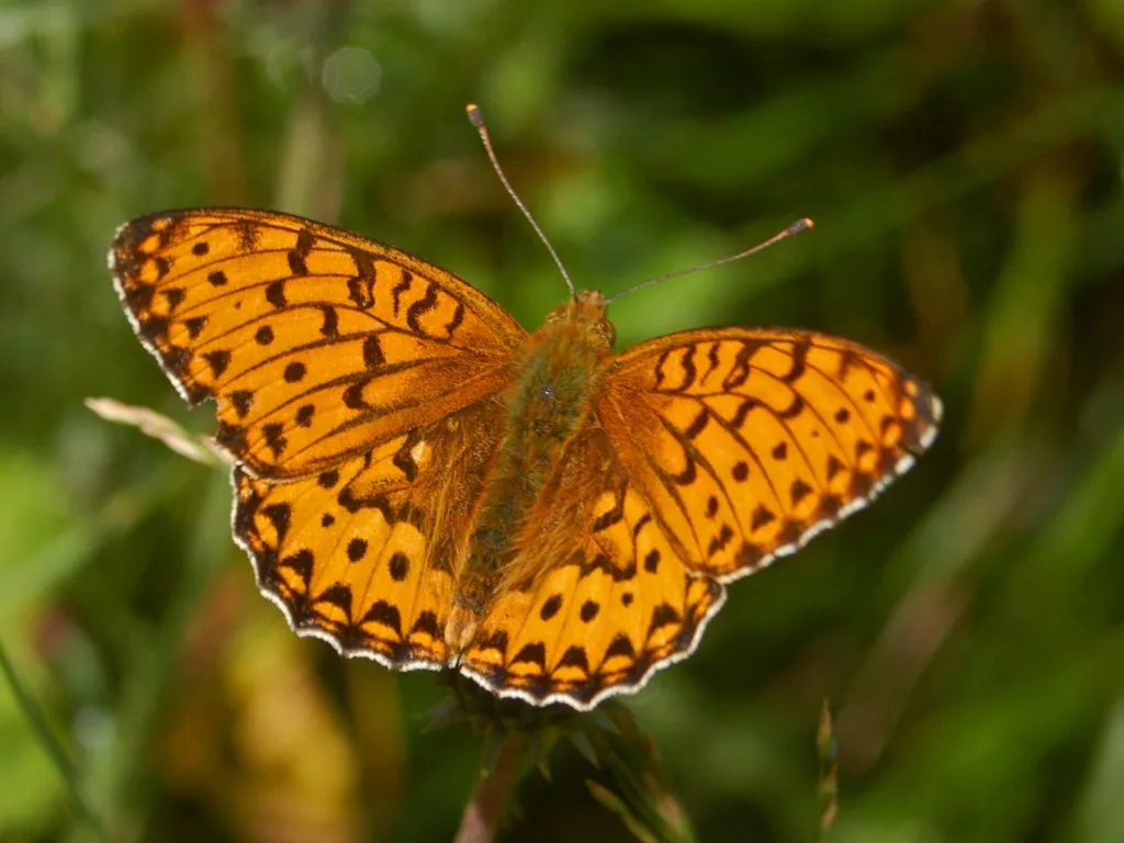 Dark green fritillary (Speyeria aglaja), a species in the family Nymphalidae.