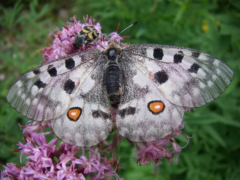 An Apollo butterfly resting with wings open on a flowering plant in Triglav National Park, Slovenia.