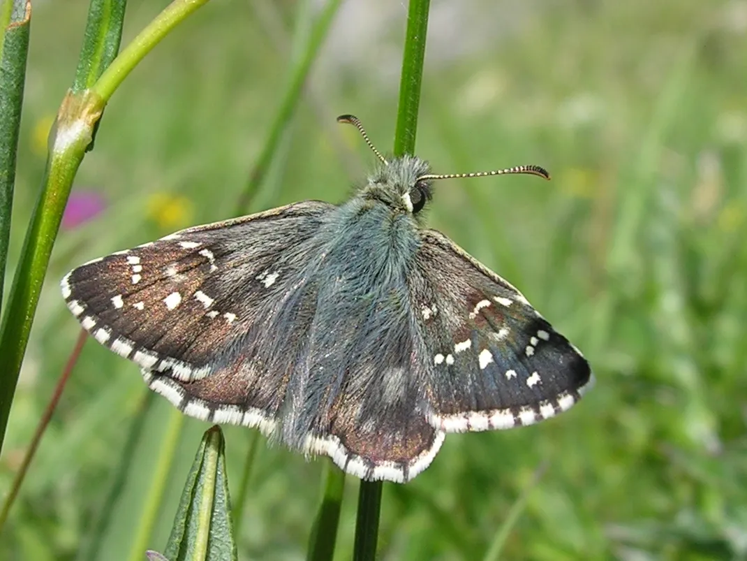 Pyrgus serratulae, a species in the family Hesperiidae.