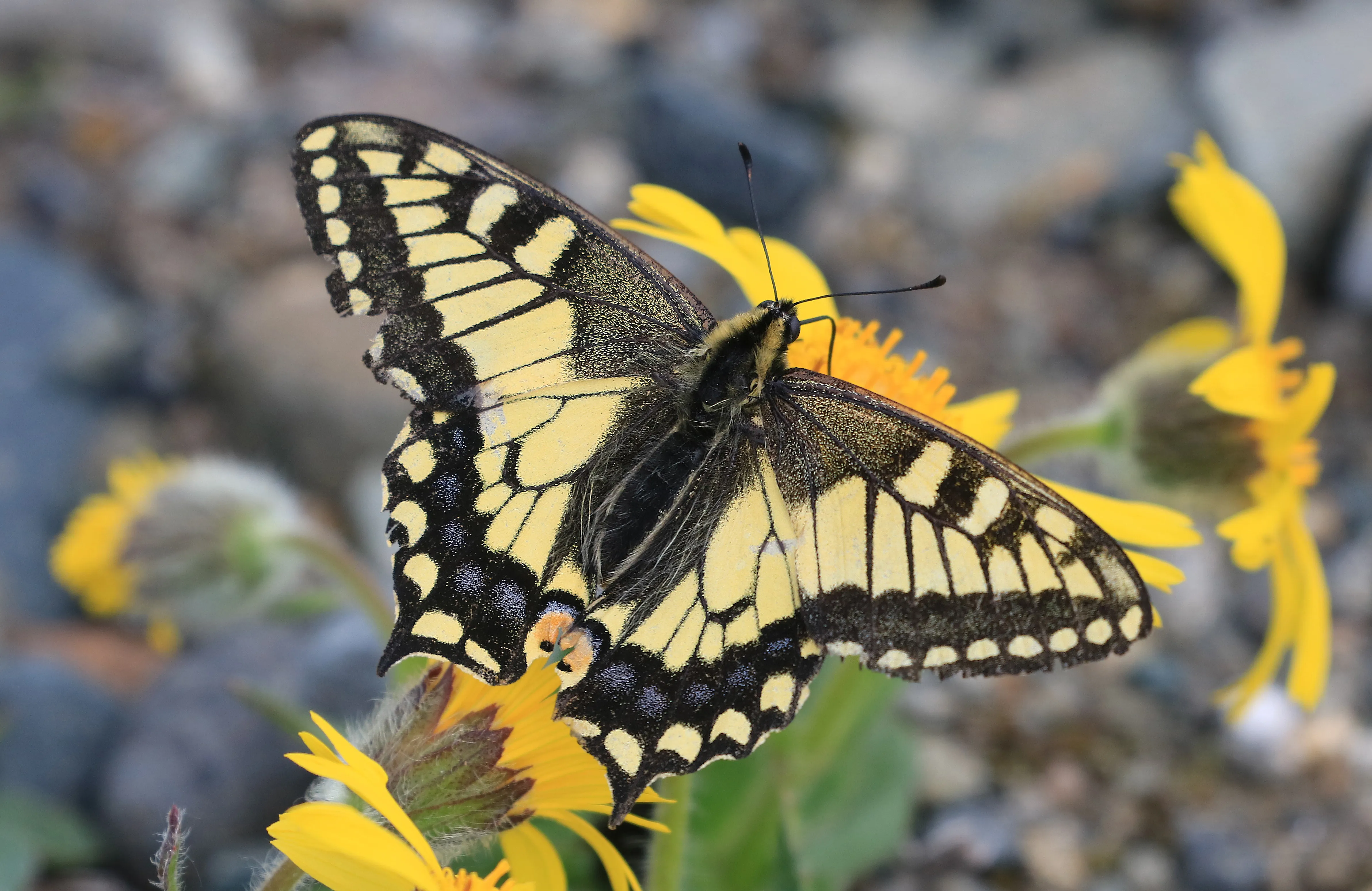 An Old World swallowtail (Papilio machaon aliaska) with open yellow and black wings feeding on a flower along the Denali Highway, Alaska.