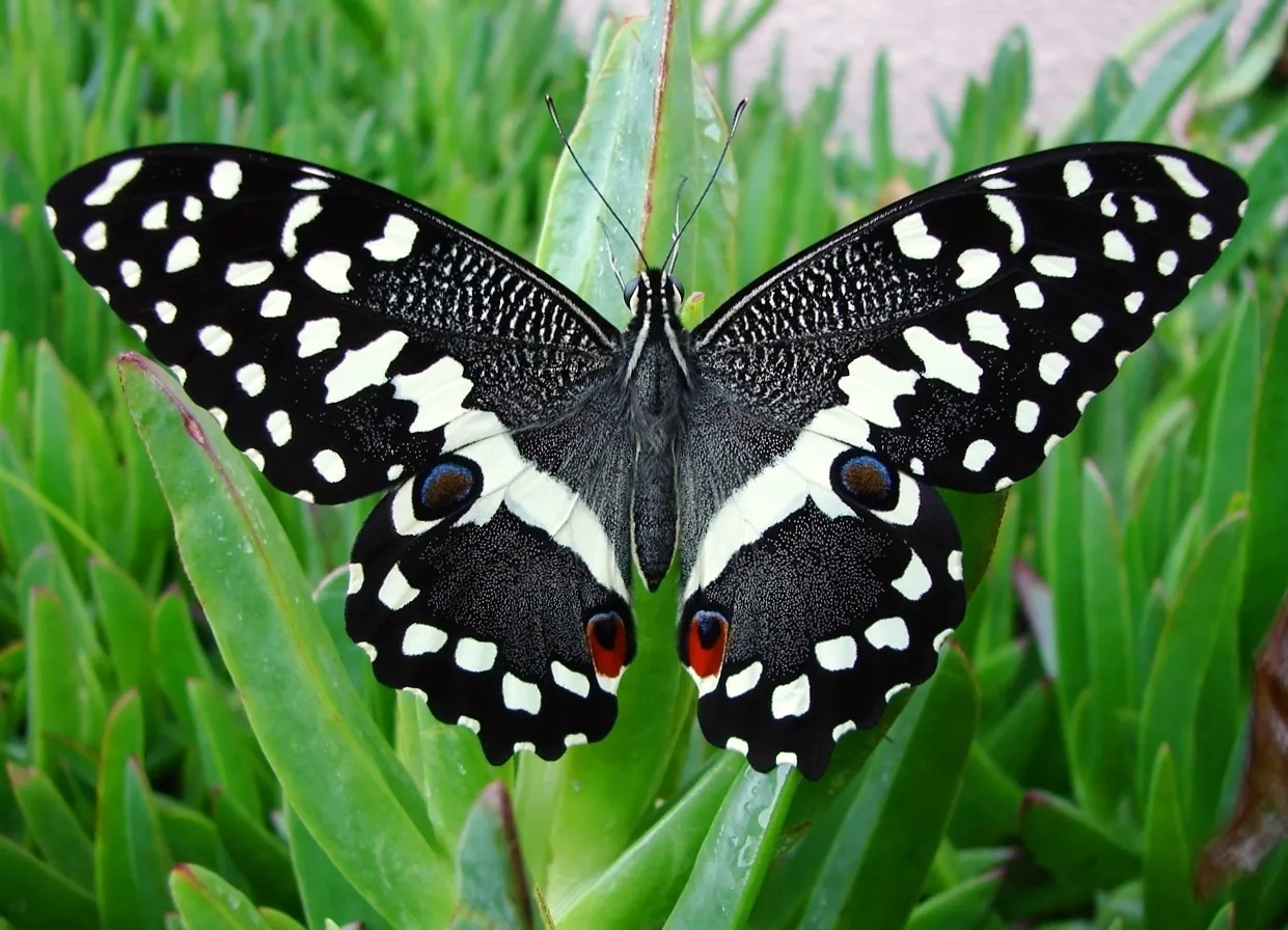 Citrus swallowtail (Papilio demodocus), a species in the family Papilionidae.