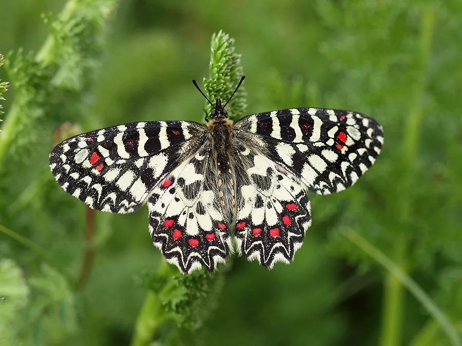 Zerynthia rumina, a species in the family Papilionidae.