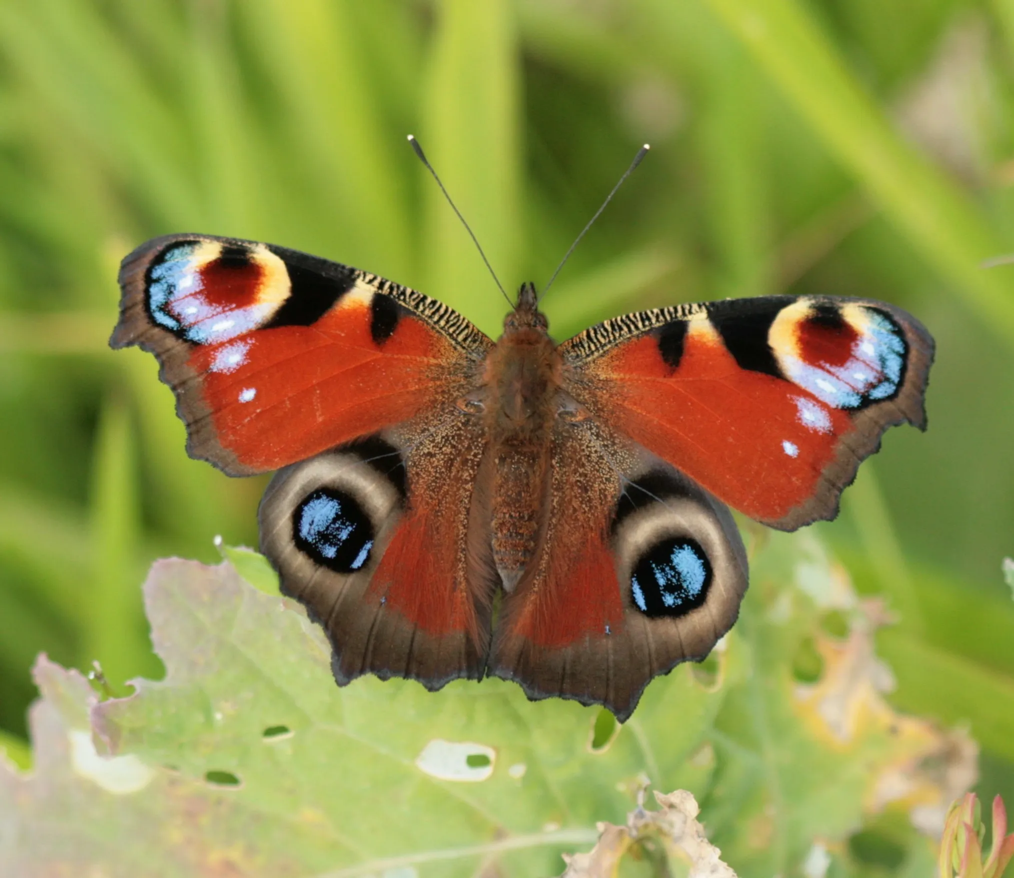 A picture of Peacock (Aglais io), of the family Nymphalidae.
