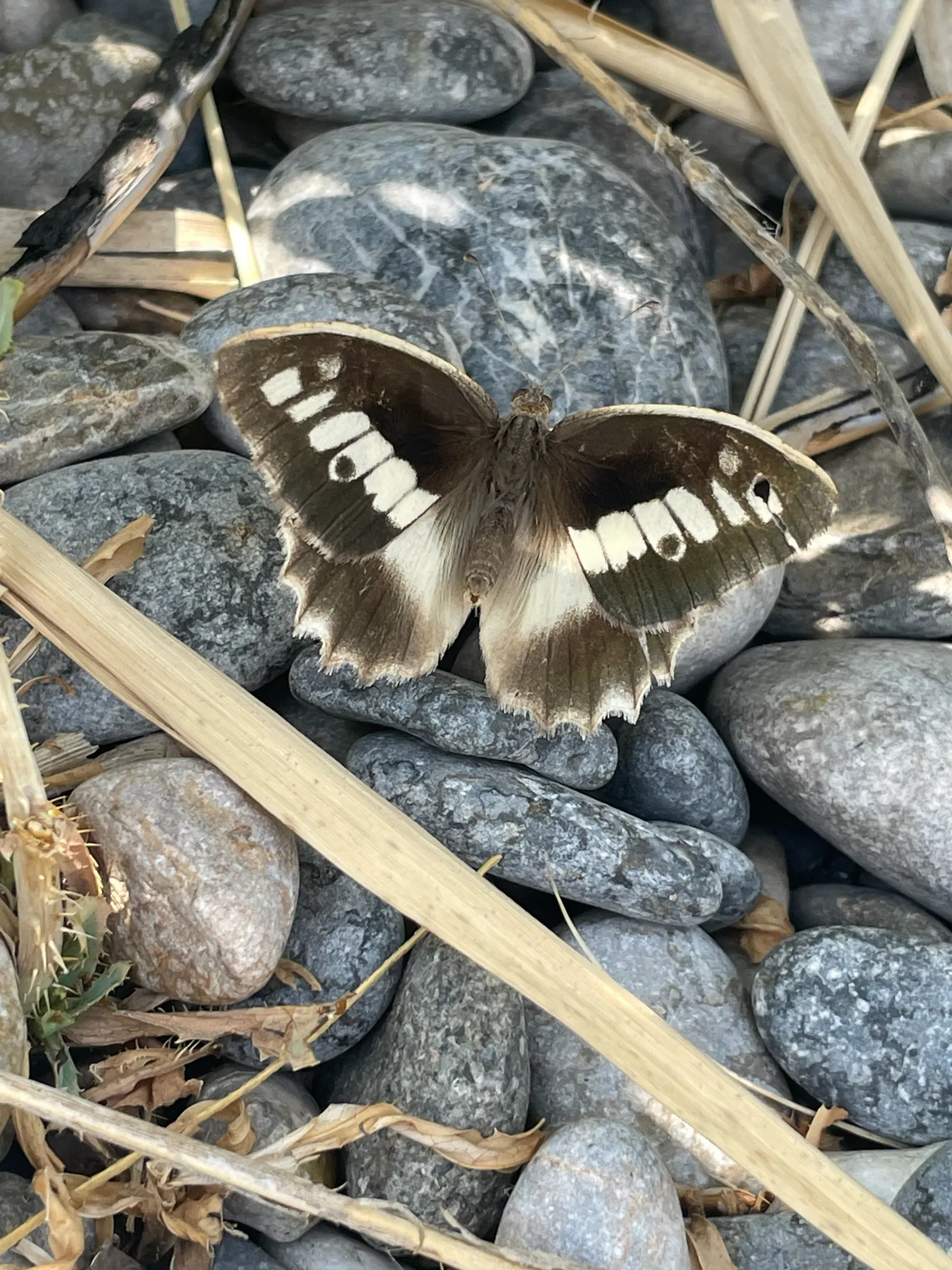 An adult Chazara briseis resting with wings spread on bare rocky, stony ground.