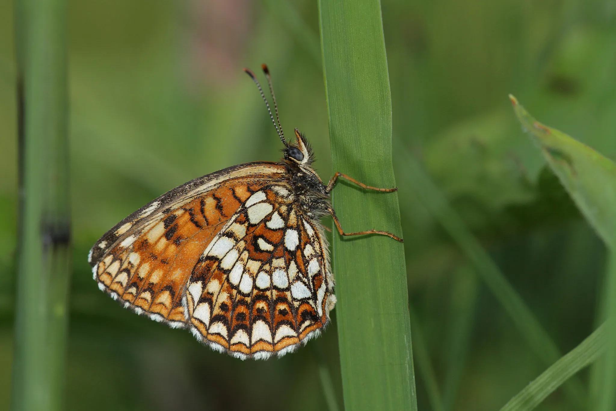 A picture of False heath fritillary (Melitaea diamina), of the family Nymphalidae.