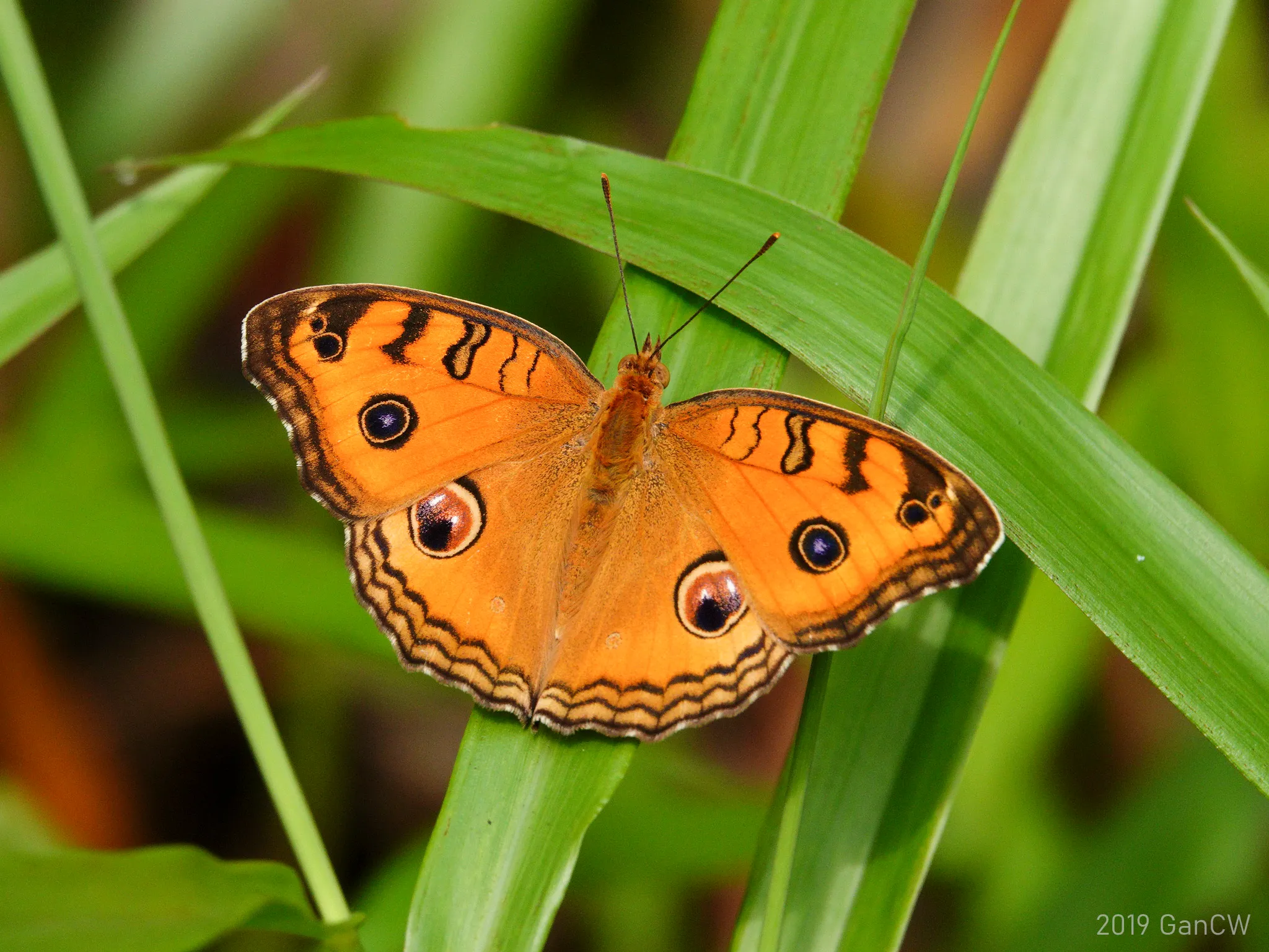 A picture of Peacock Pansy (Junonia almana), of the family Nymphalidae.